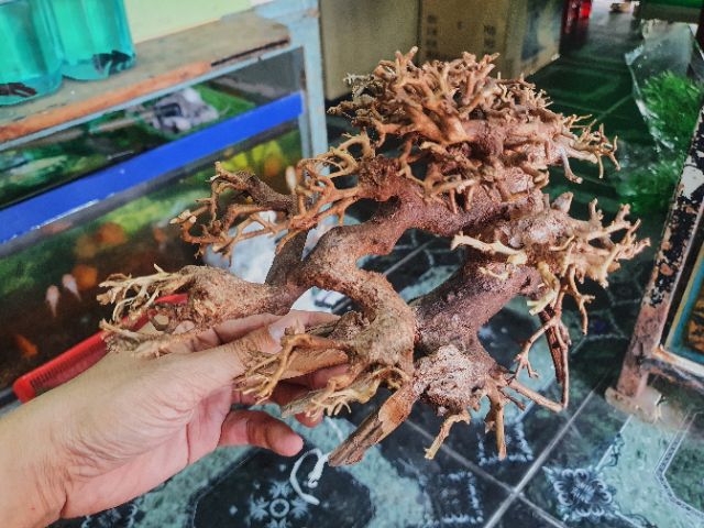 CÂY BONSAI CÓ TÁN TRANG TRÍ HỒ CÁ THỦY SINH NON BỘ 16x8x16cm