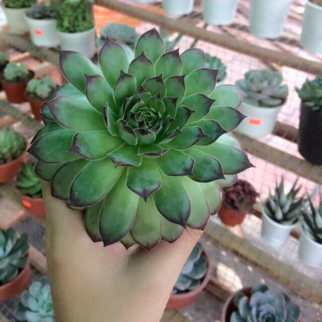 Sen đá phật bà lớn