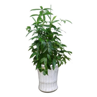 Cây trúc nhật