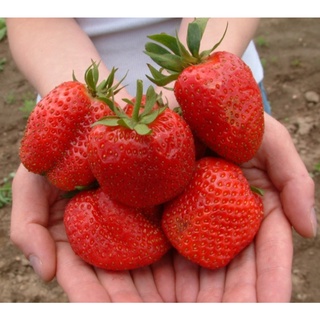 Hạt giống DÂU TÂY KHỔNG LỒ - Nảy mầm tốt - Tặng kèm 1 gói bón lá và 1 gói kích nảy mầm, có tờ hướng dẫn trồng