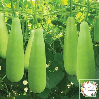 Hạt giống bầu xị f1 - gói 10 hạt