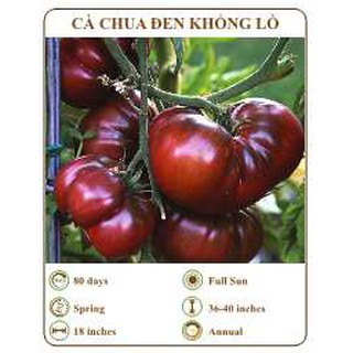 Hạt giống cà chua đen khổng lồ - THE XANH