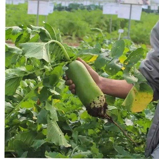 5gr hạt giống củ cải đường (củ cải xanh)