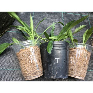 Chậu khóm cây hoa thạch thảo kép