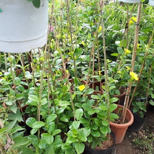 Cây hoa huỳnh anh vàng leo giàn đang ra hoa