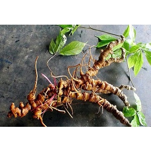 SÂM NGỌC LINH TƯƠI QUẢNG NAM