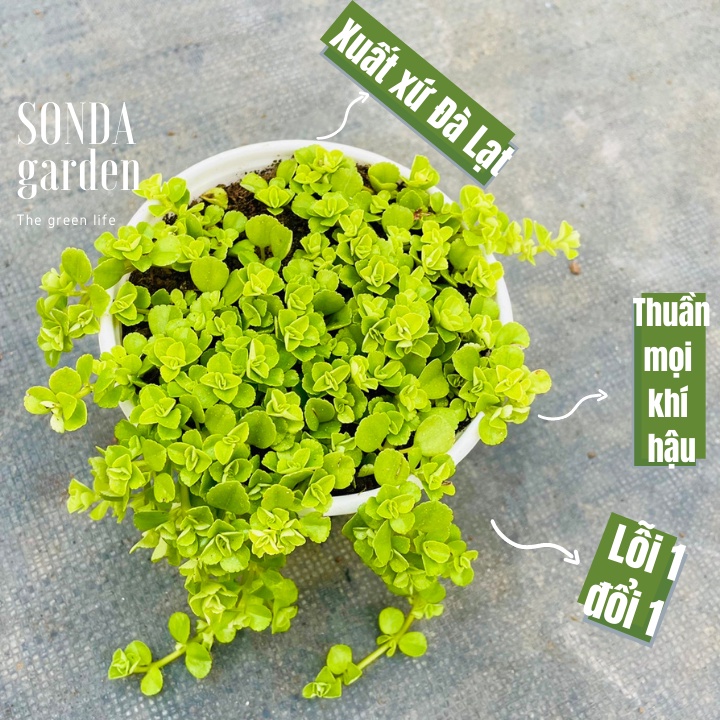 Cỏ sedum lục hà SONDA GARDEN size trung bình 10-12cm, xuất xứ Đà Lạt, khoẻ đẹp, lỗi 1 đổi 1