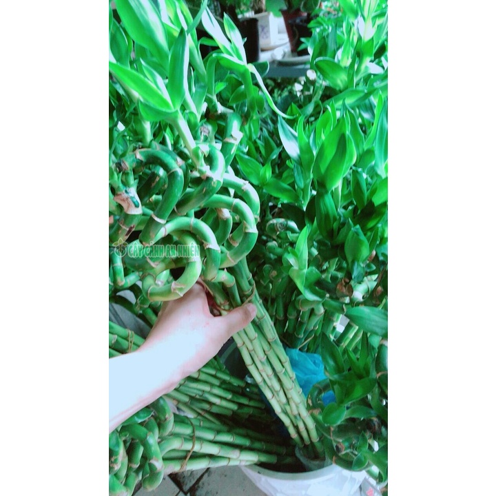 Bó Trúc Phát Tài Xoắn Cao 50Cm