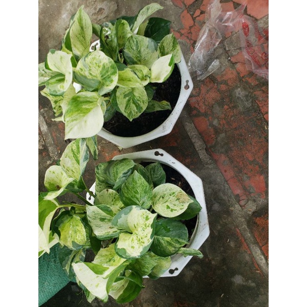Cây trầu bà Trầu Bà Manjula Pothos