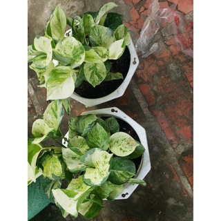 Cây trầu bà Trầu Bà Manjula Pothos(tặng kèm phân bón)