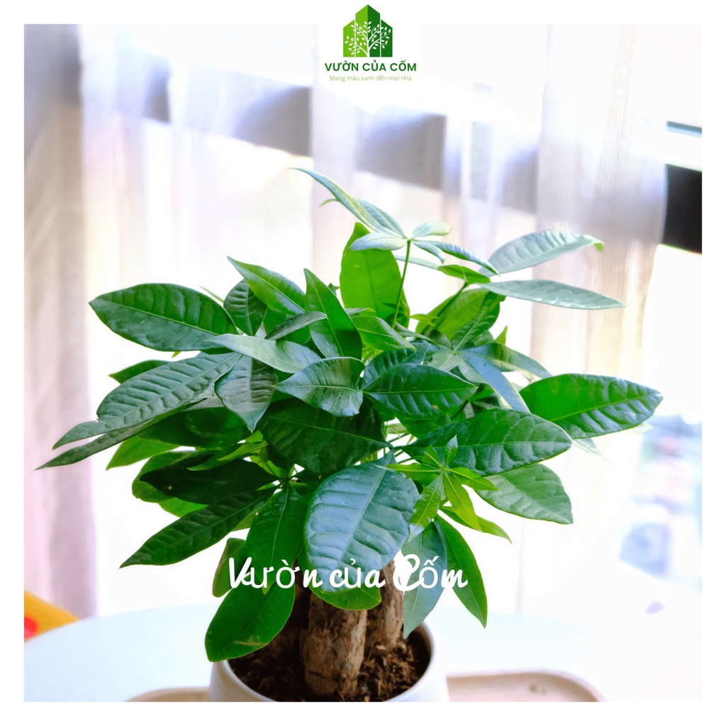 Cây cảnh kim ngân 3 thân để bàn kèm chậu sứ trắng tượng trưng cho PHÚC - LỘC - THỌ . Món quà tặng ý nghĩa