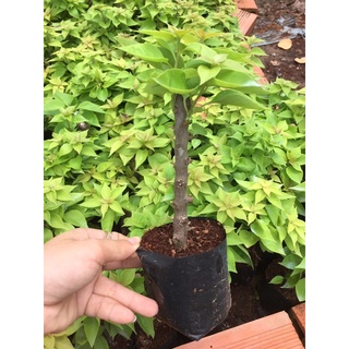 Cây giống giấy Mỹ to