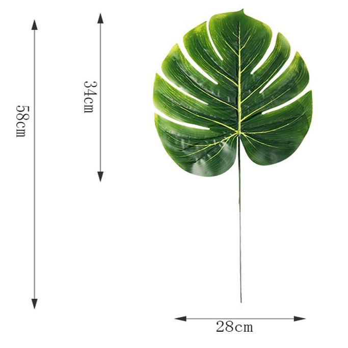 Cành lá rùa - Trầu bà lá xẻ nam mỹ monstera