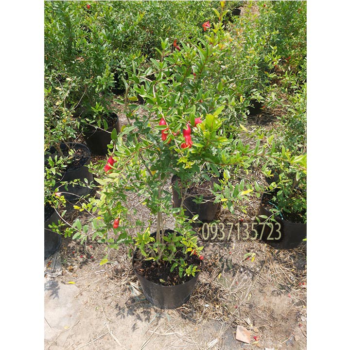 cây lựu đỏ ấn độ  -[ ăn trái được ]-[cao từ 40-60 cm ]