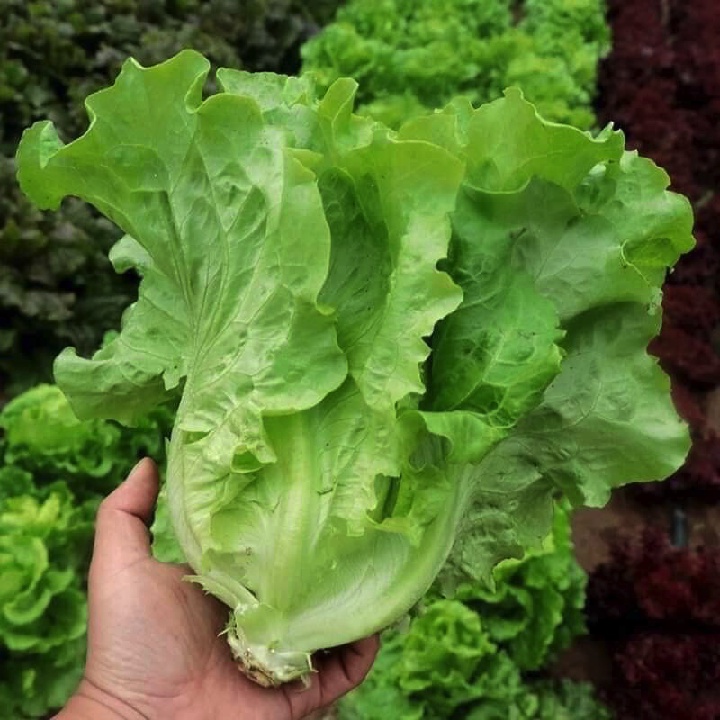 Hạt giống xà lách búp Ý chịu nhiệt - Tỷ lệ nảy mầm 90%