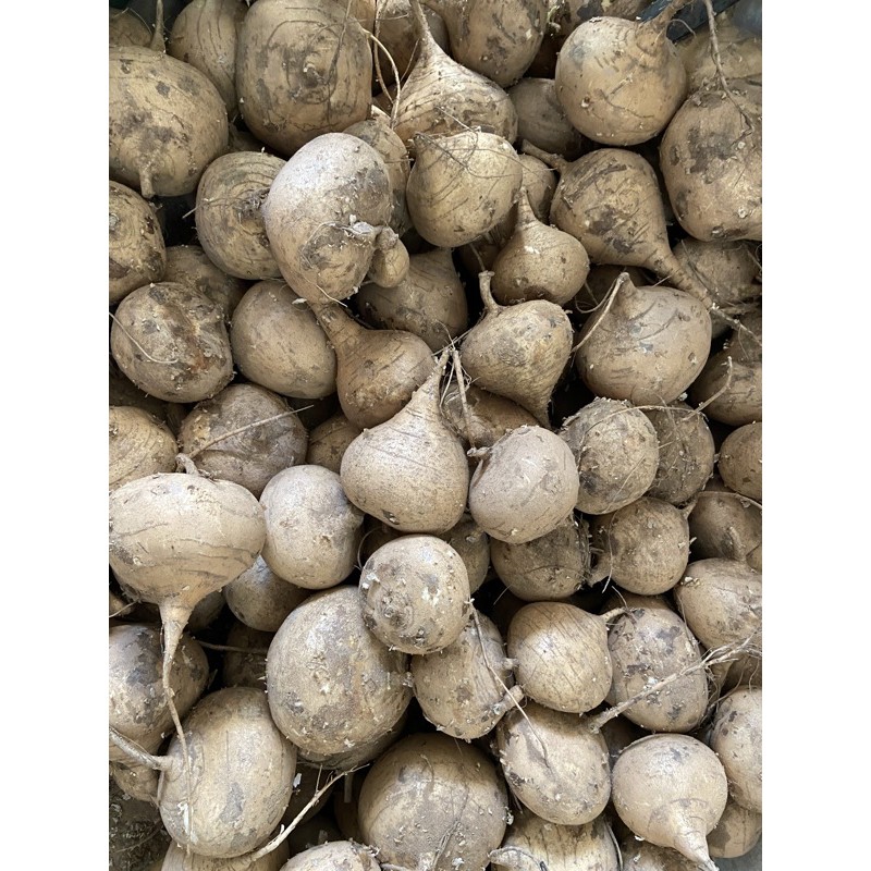Củ Sắn (củ đậu) (1kg) ở TPHCM. | BigBuy360 - bigbuy360.vn