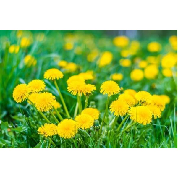 Hạt giống hoa bồ công anh đẹp chịu nhiệt trồng chậu, sân vườn ban công tỉ lệ nảy mầm cao 1g RADO 924