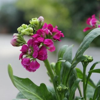 Hạt giống hoa Hoàng anh mix