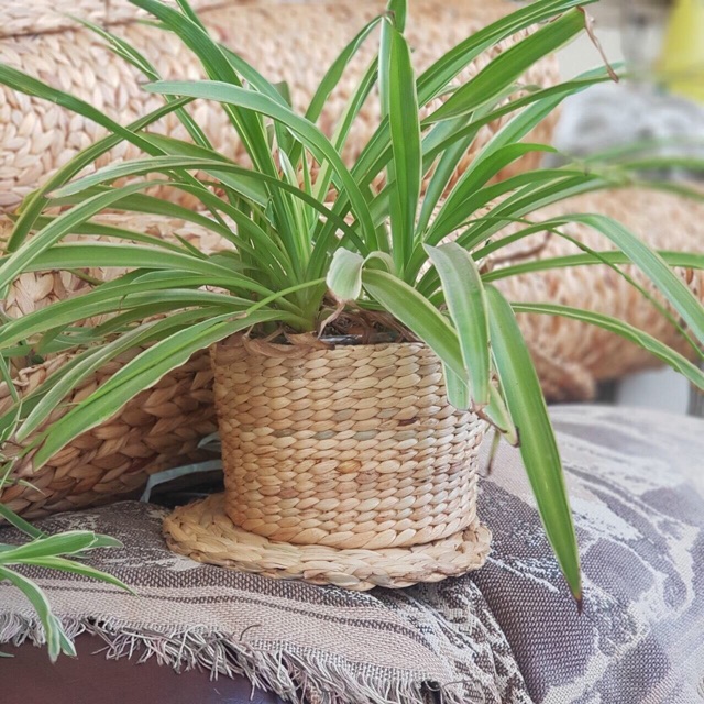 Chum nhỏ đựng đồ chậu trồng cây, đựng bút viết cắm hoa để bàn decor xinh bằng lục bình, cói mây tự nhiên