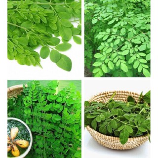 Combo 3 gói hạt giống cây chùm ngây ( 3 gói 60 hạt )