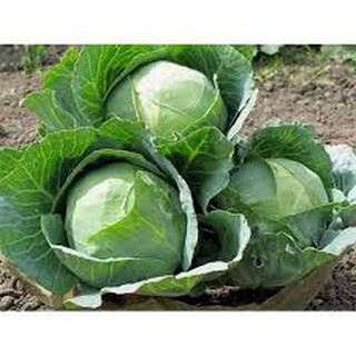 100 hạt giống bắp cải xanh