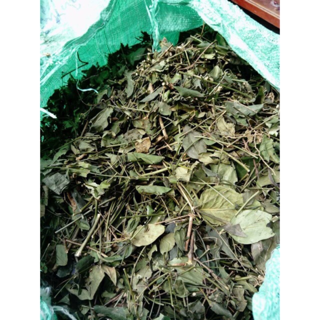 Lá chè vằng lợi sữa, giảm cân