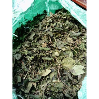 Lá chè vằng lợi sữa, giảm cân