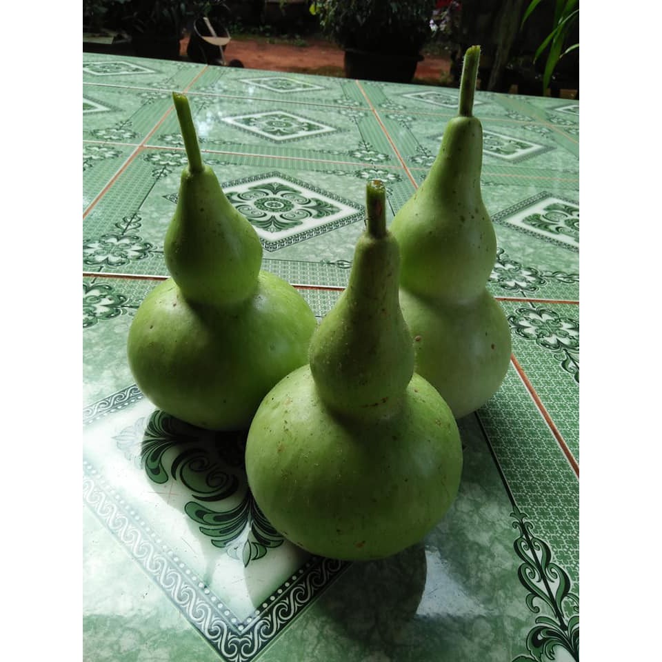 1 gói hạt giống bầu hồ lô