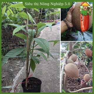 Cây giống hồng xiêm xoài ruột đỏ F1, giống hồng xiêm khổng lồ đại học nông nghiệp, cây giống hồng xiêm xoài 50cm - 70cm