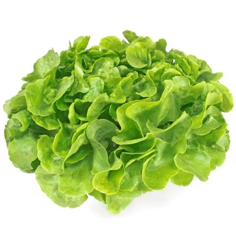Hạt giống xà lách sồi xanh chịu nhiệt trồng quanh năm gói 2gram