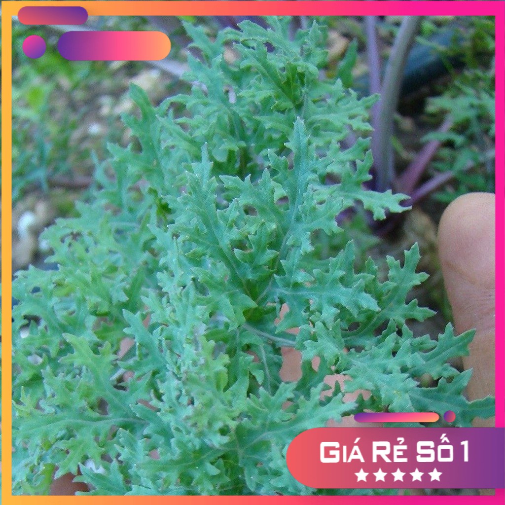 50H - Hạt giống Kale Mossy (Frilly Kale) - Kale Rong Biển kép F1 Giống Mỹ nảy 100%