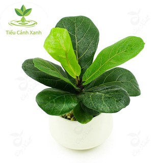 Cây bàng Singapore mini