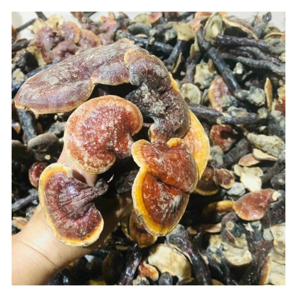 Nấm Lim Xanh Hàng Chuẩn Rừng Tự Nhiên 100Gr | BigBuy360 - bigbuy360.vn