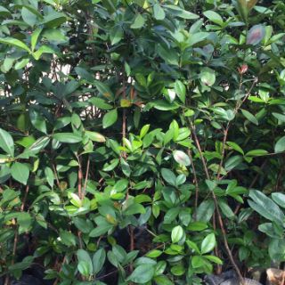 Cây cherry brazil