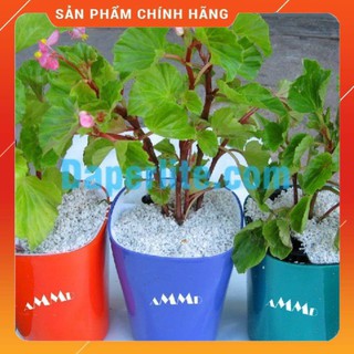 ĐÁ PERLITE- ĐÁ TRÂN CHÂU GÓI 5dm3 (250-300g)