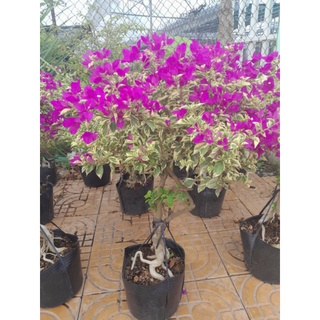 Cây bông giấy cẩm thạch