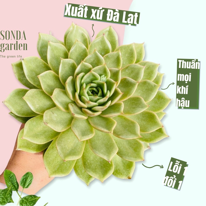 Sen đá đế vương xám SONDA GARDEN size khổng lồ 13-15cm, xuất xứ Đà Lạt, khoẻ đẹp, lỗi 1 đổi 1