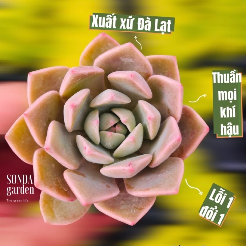 5 lá mầm sen đá hồng quế SONDA GARDEN, xuất xứ Đà Lạt, khoẻ đẹp, lỗi 1 đổi 1