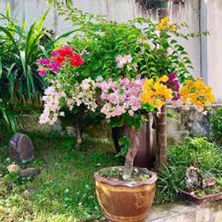 Gốc cây hoa giấy ngũ sắc