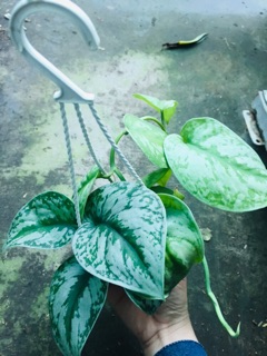TRẦU BÀ PHÁP CHẬU TREO MINI