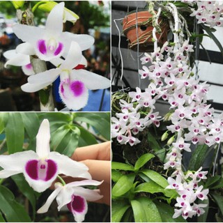 phi điệp(giả hạc) tím thái hàng gieo hạt