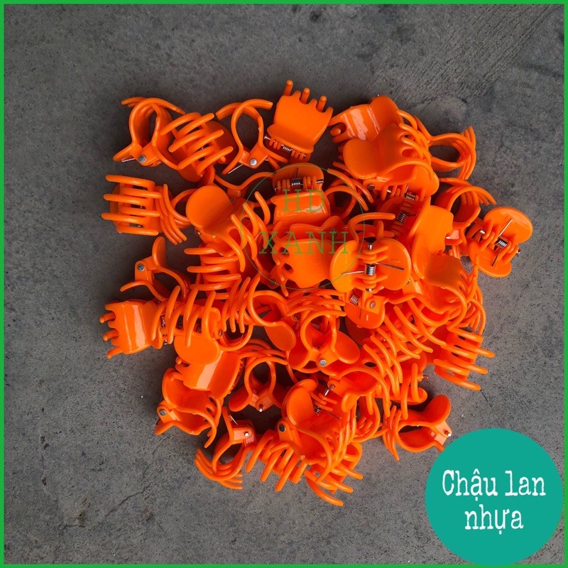 kẹp bướm lan 50 cái ( loại đại)