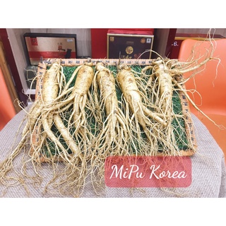 Nhân Sâm Tươi Hàn Quốc 5 củ 1kg
