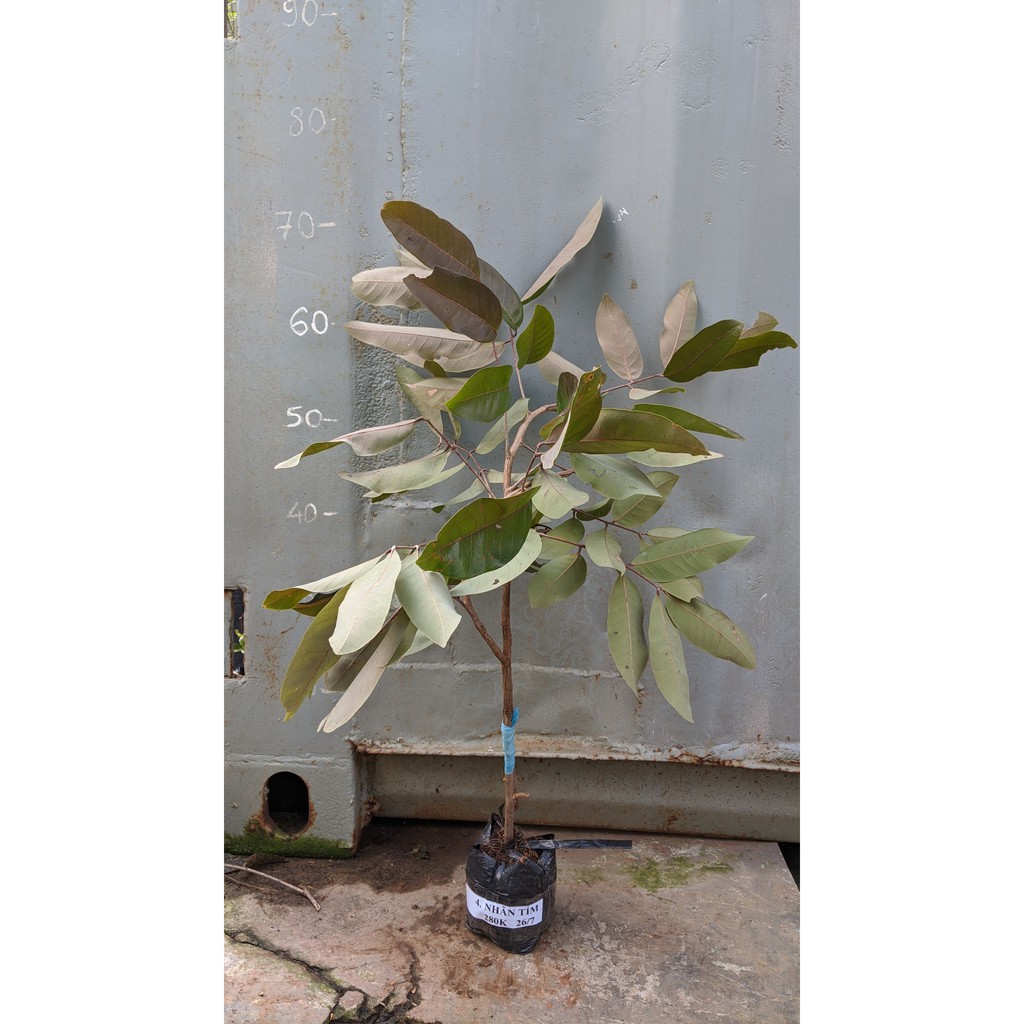 Nhãn tím cây giống