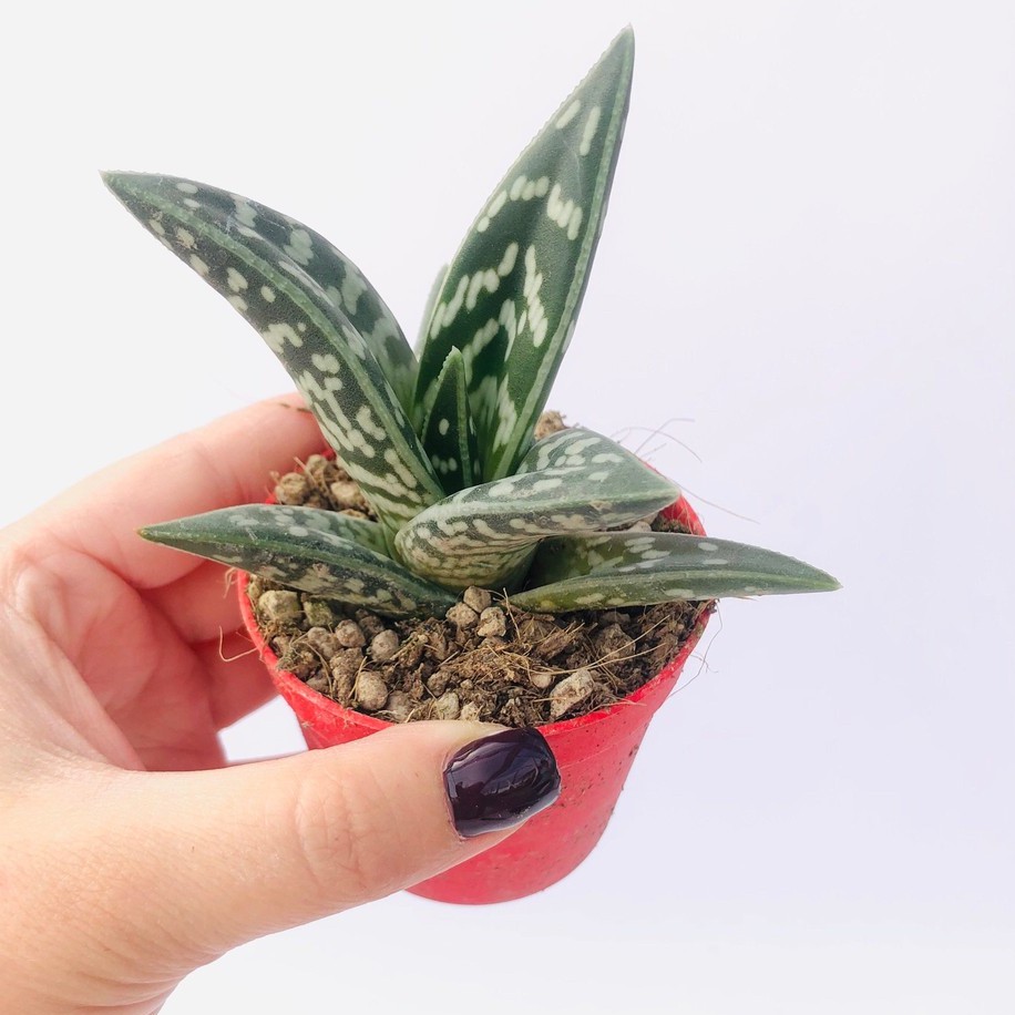 Lưỡi hổ vằn - Aloe variegata giống mới - Cây để bàn - Cây Phong Thủy