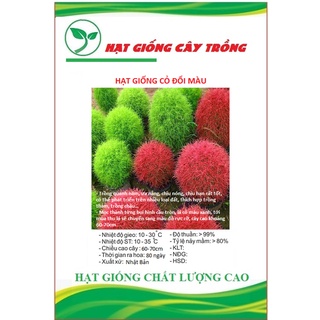 Hạt giống cỏ đổi màu nhật bản kochia ct228 - gói 50 hạt