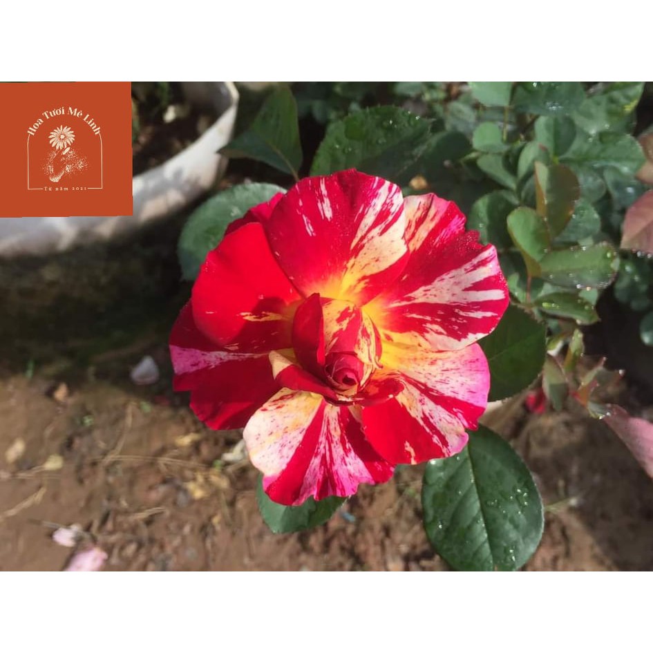 Hoa Hồng Ngoại Utrillo rose hoa hồng ngoại đẹp như một bức tranh nhiều màu sắc -HoaTuoiMeLinh