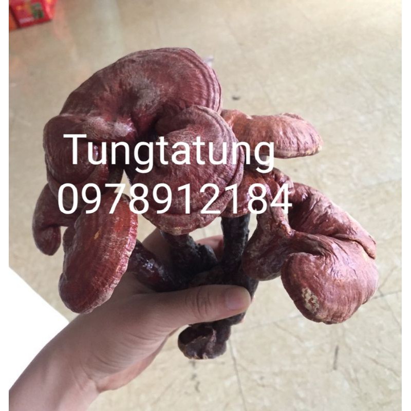 NẤM LINH CHI ĐỎ 1KG hàng chuẩn giá rẻ