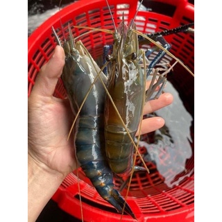 (có sỉ) 1kg tôm càng cỡ 10-11 con