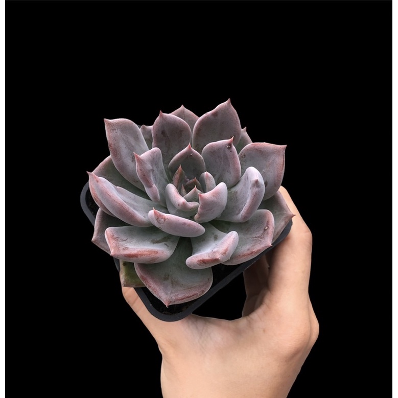 SEN ĐÁ PHA LÊ TÍM